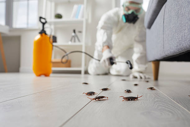 Post-Treatment Bed Bug Interceptor Monitoring in Huntington Bay